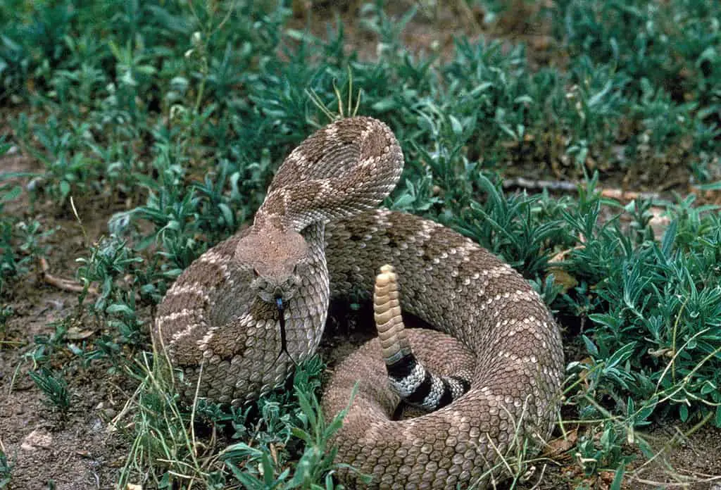 Venomous desert dweller - western diamondback