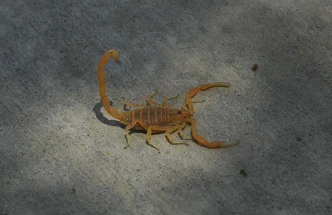 venomous desert dwellers - Arizona bark scorpion