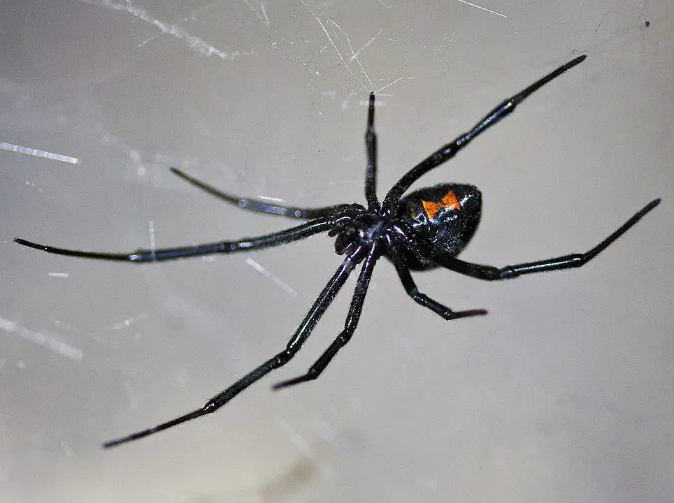 venomous desert dweller - black widow spider