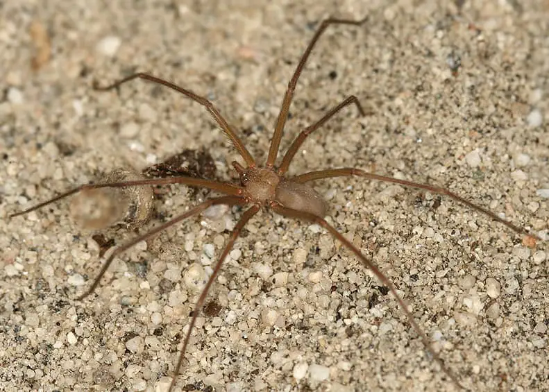 venomous desert dwellers - desert recluse spider