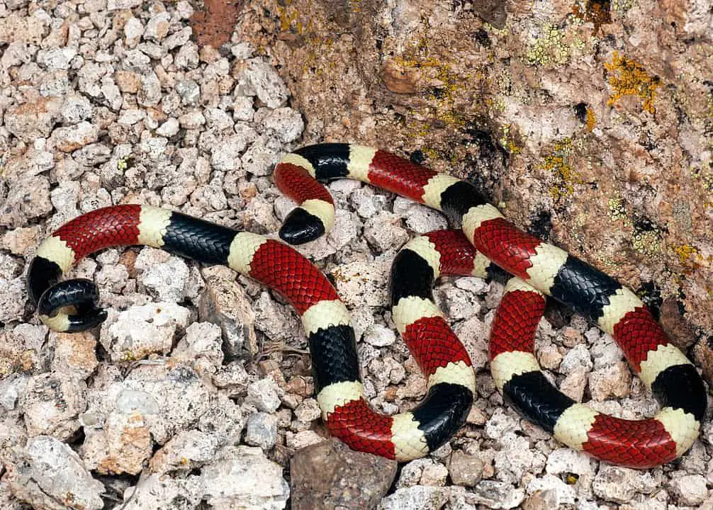 Venomous desert dweller sonoran coral snake