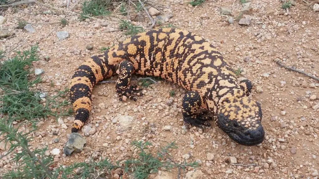 Gila Monster by Josh Olander, CC BY 4.0,