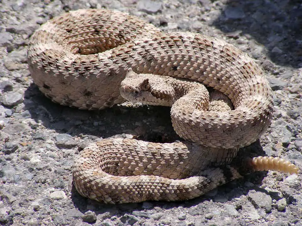 venomous desert dweller - sidewinder