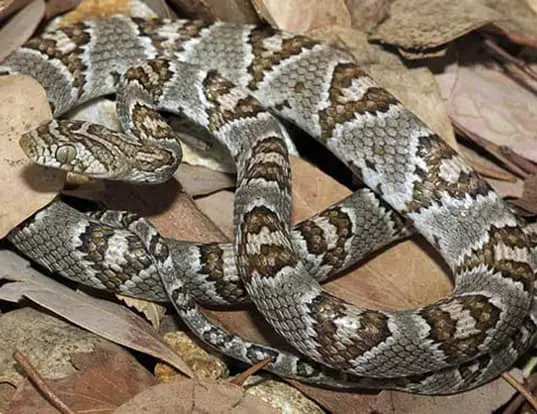 venomous desert dweller - back fanged snake