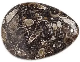 turretella agate